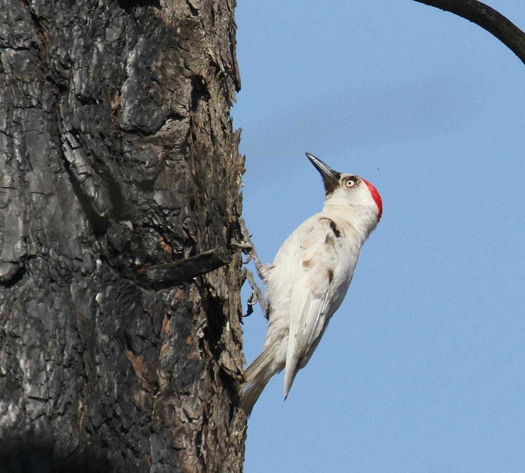 Acorn Woodpecker Photo by Vicki Miller