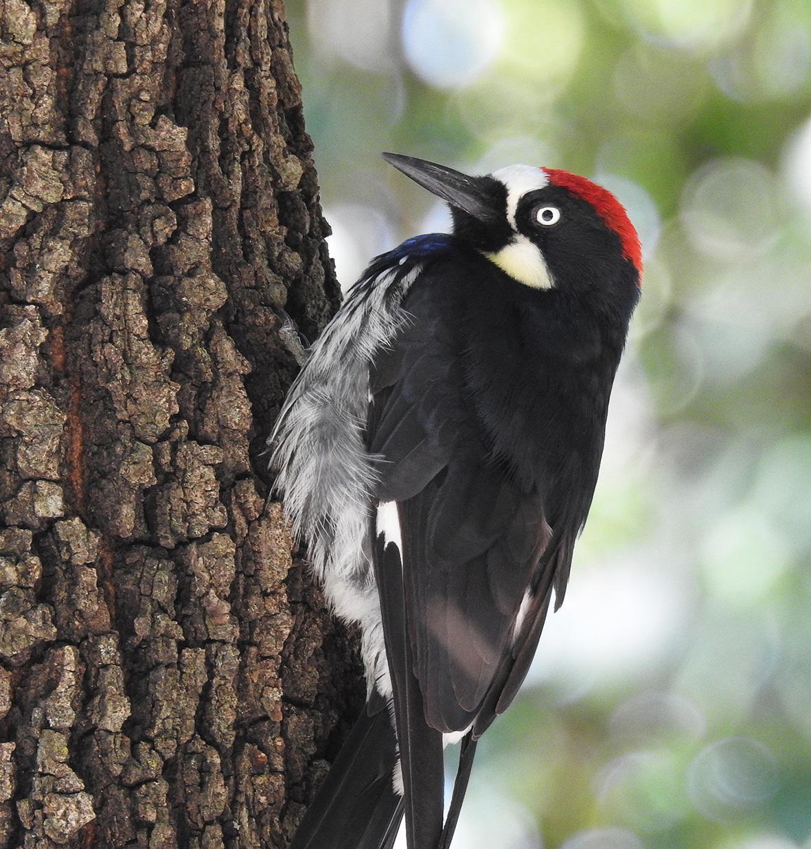 Acorn Woodpecker Photo by Alejandra Perez