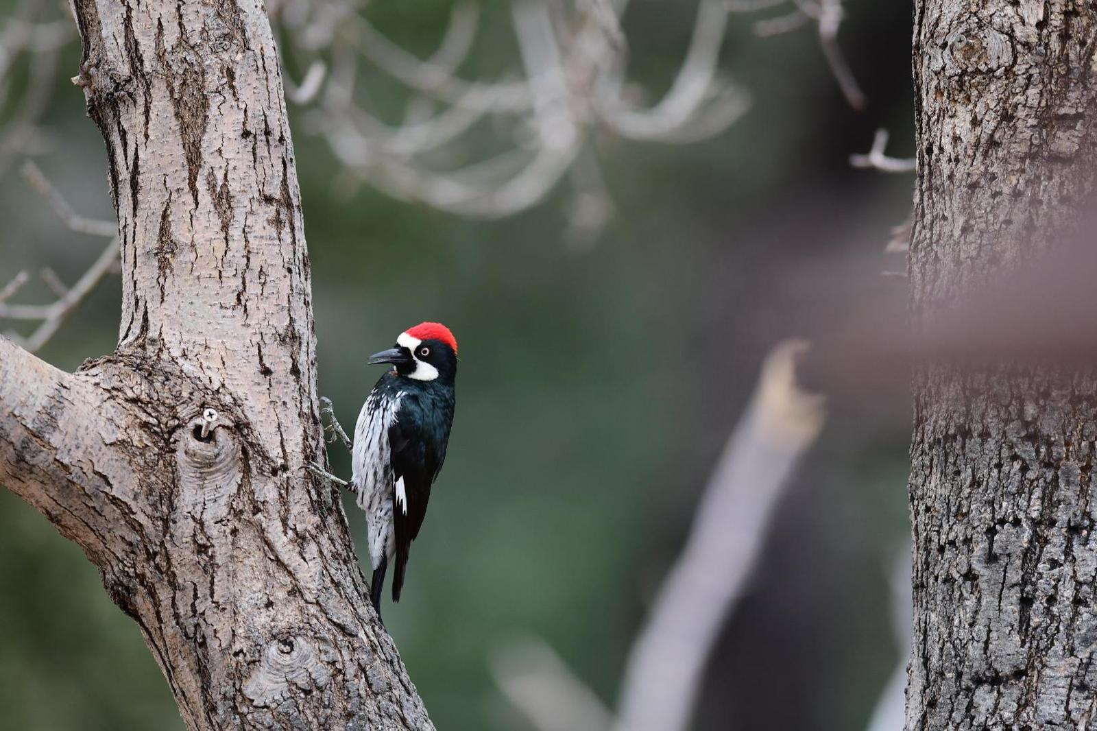 Acorn Woodpecker Photo by Jacob Zadik
