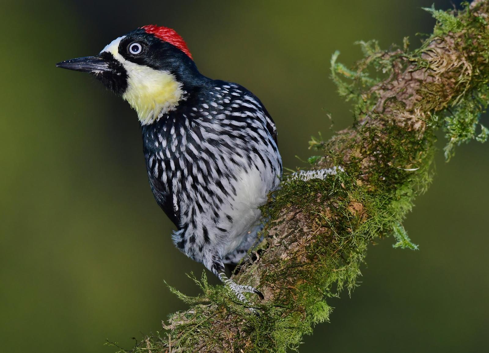 Acorn Woodpecker Photo by Gareth Rasberry