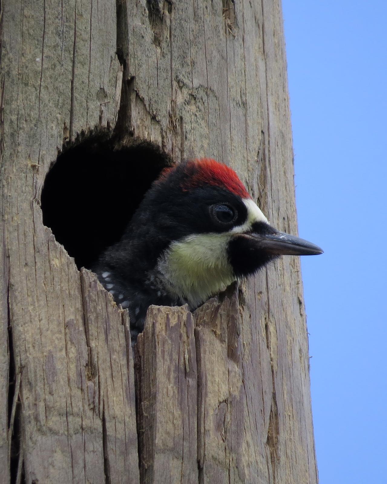 Acorn Woodpecker Photo by John van Dort