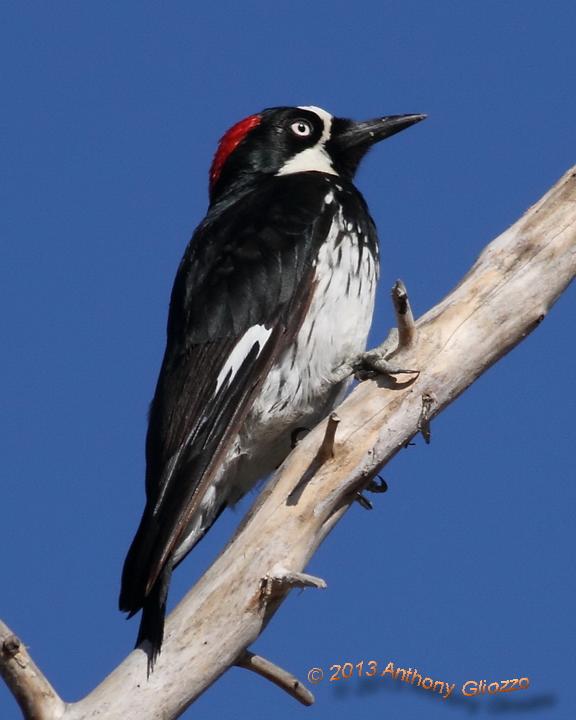 Acorn Woodpecker Photo by Anthony Gliozzo
