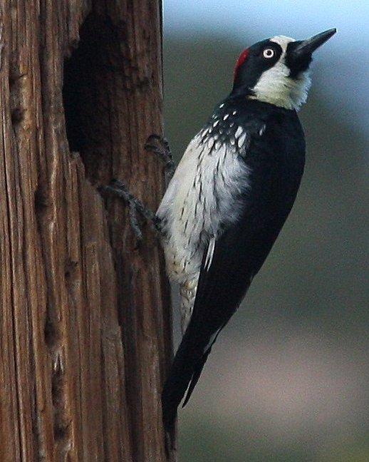 Acorn Woodpecker Photo by Andrew Core