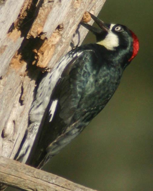 Acorn Woodpecker Photo by Kasey Foley
