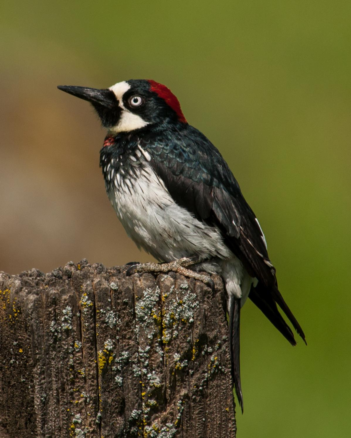 Acorn Woodpecker Photo by Susie Nishio