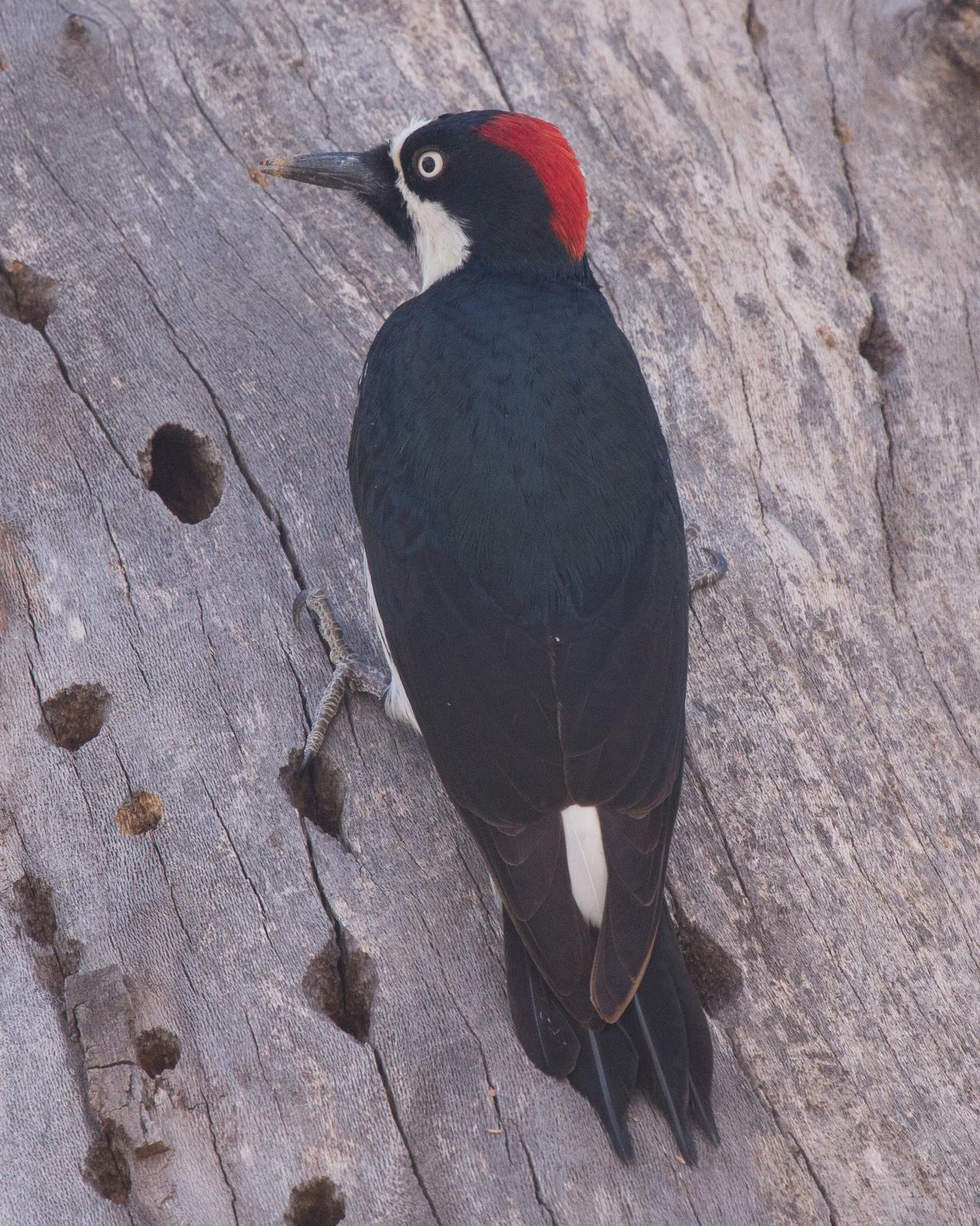 Acorn Woodpecker Photo by Anita Strawn de Ojeda