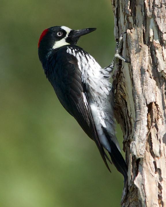 Acorn Woodpecker Photo by Denis Rivard