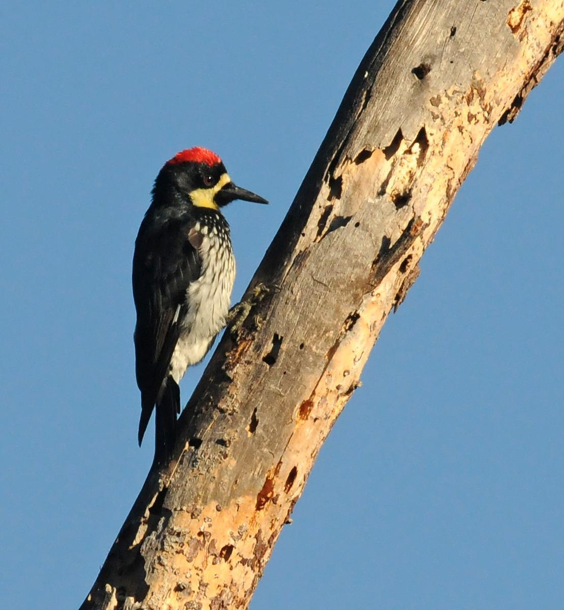 Acorn Woodpecker Photo by Steven Mlodinow
