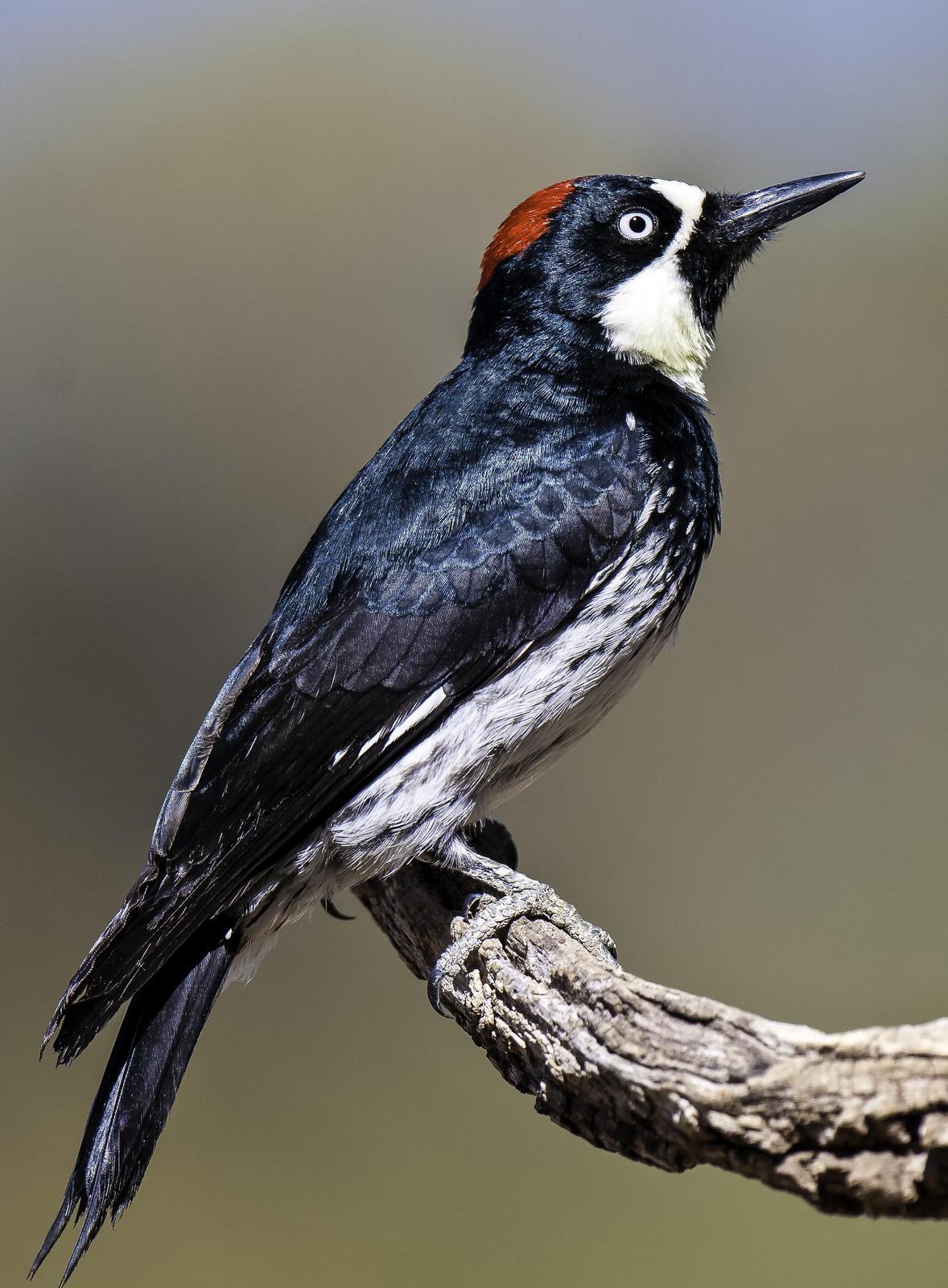Acorn Woodpecker Photo by Mason Rose