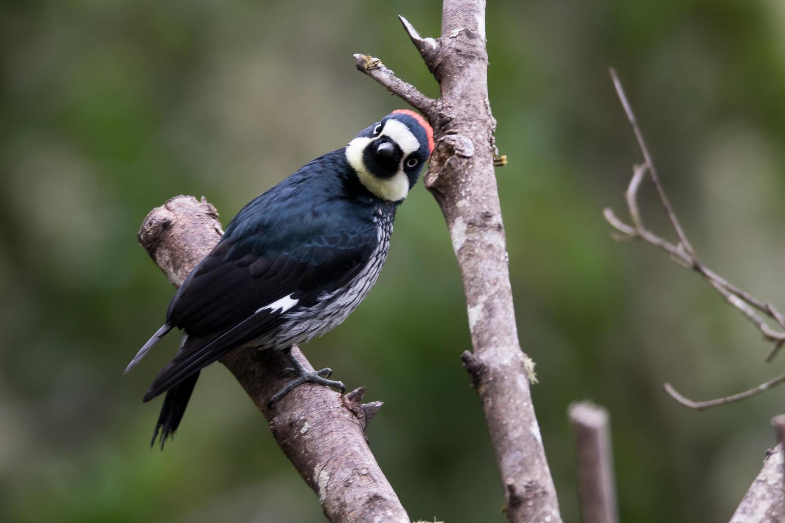 Acorn Woodpecker Photo by Gerald Hoekstra