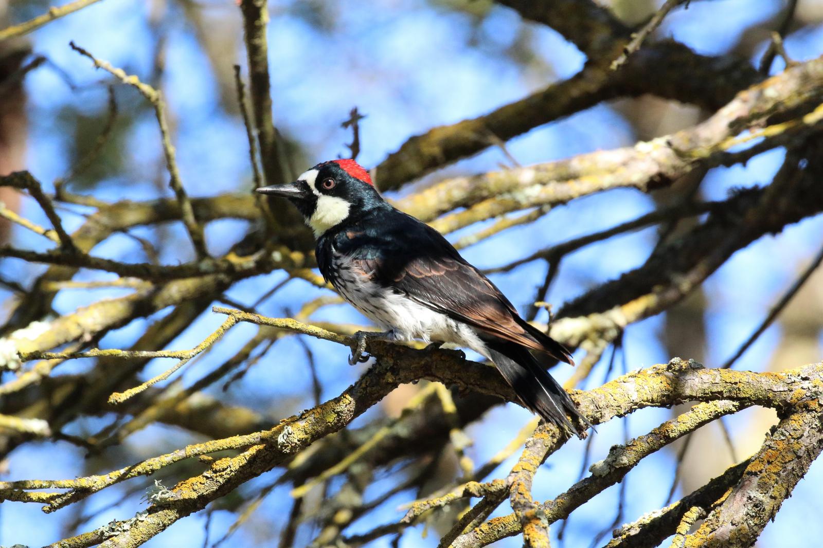 Acorn Woodpecker Photo by Richard Jeffers