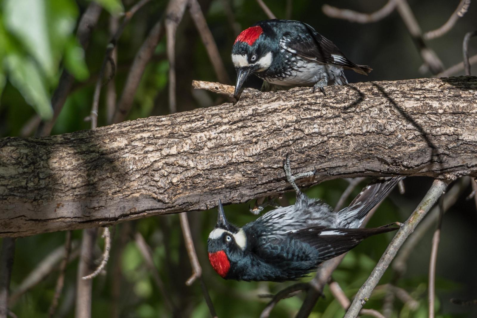 Acorn Woodpecker Photo by Layton  Rikkers