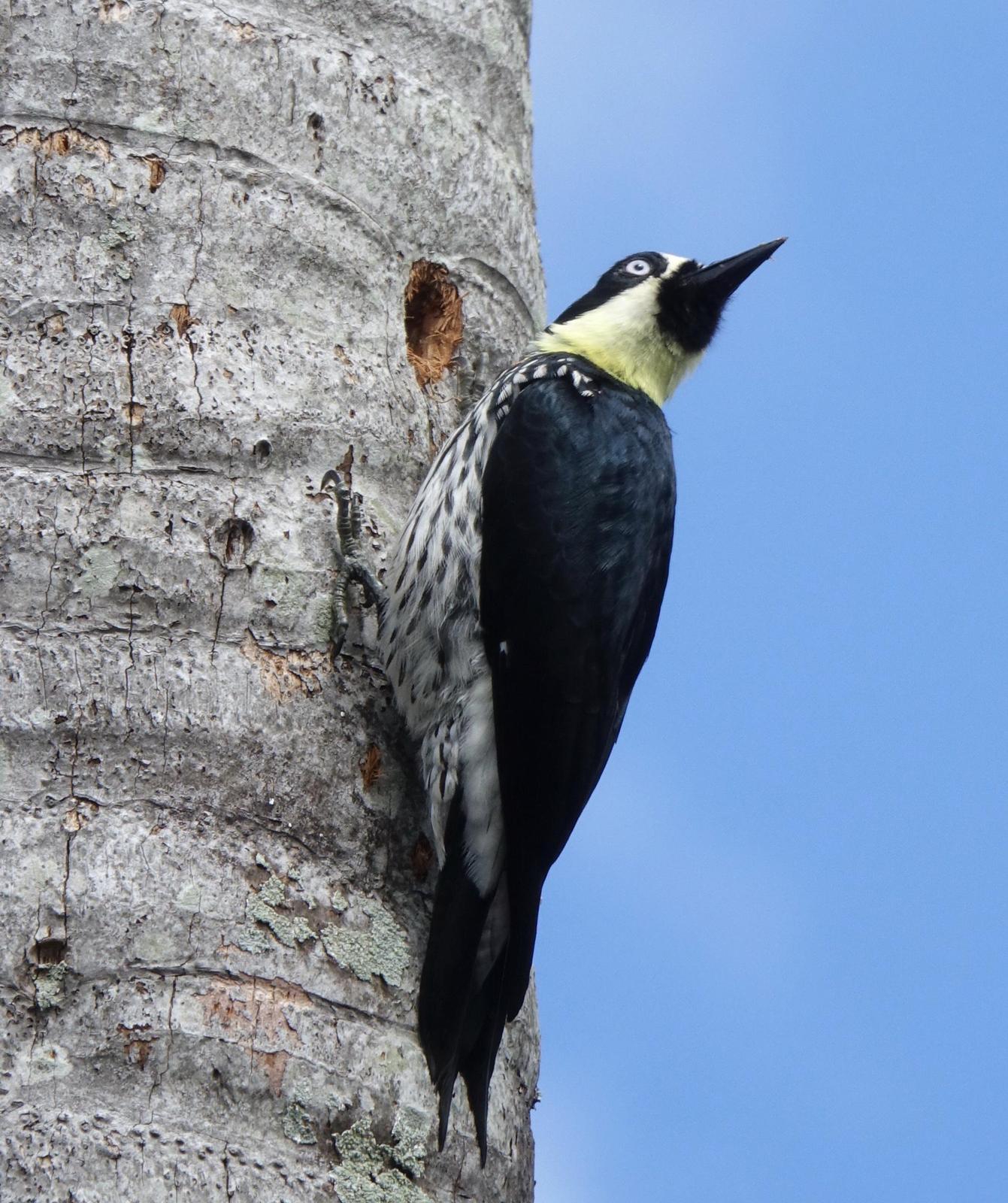 Acorn Woodpecker Photo by Doug Swartz