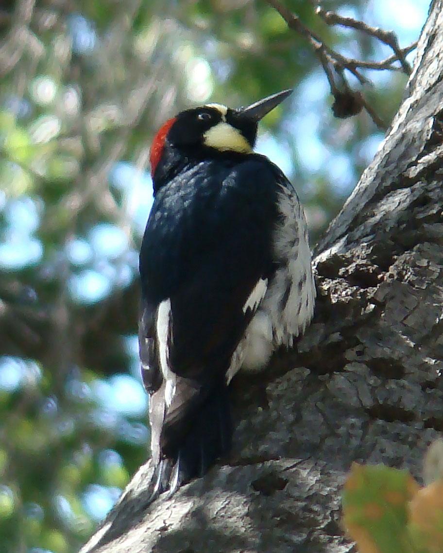 Acorn Woodpecker Photo by Mario Pineda