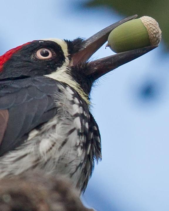 Acorn Woodpecker Photo by Mat Gilfedder