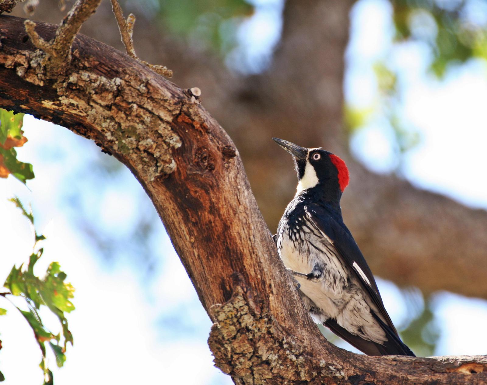 Acorn Woodpecker Photo by Andrew Theus