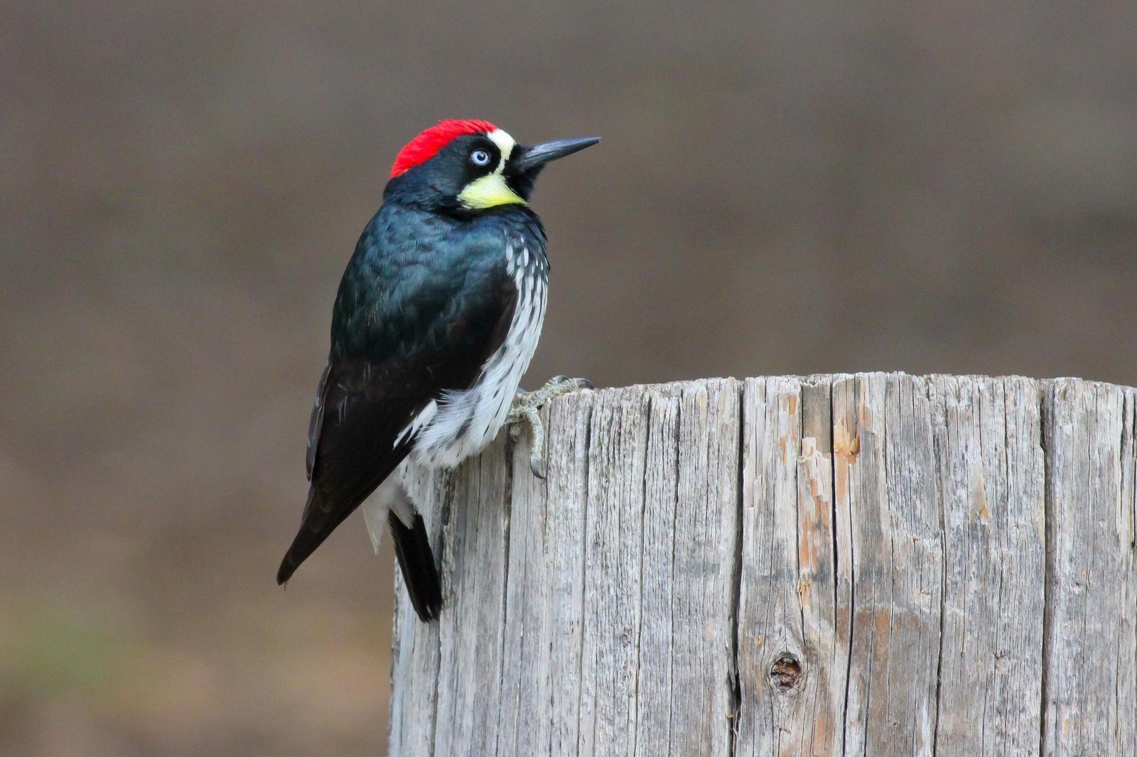 Acorn Woodpecker Photo by Tom Ford-Hutchinson