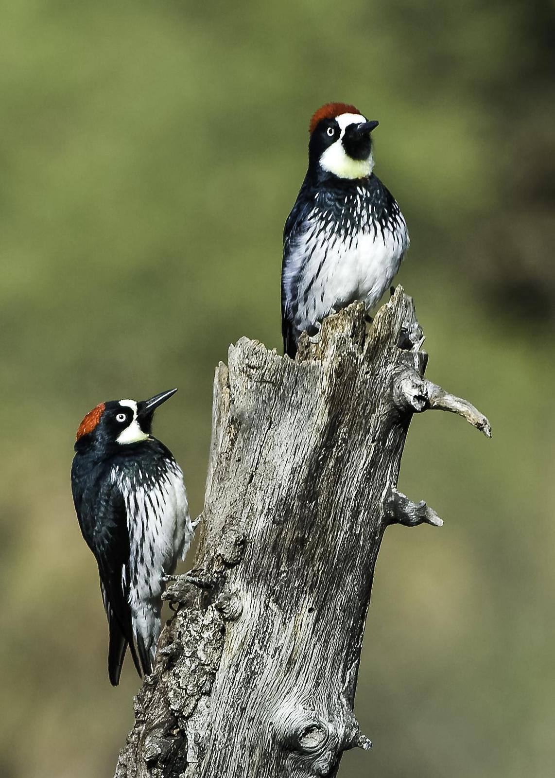 Acorn Woodpecker Photo by Mason Rose