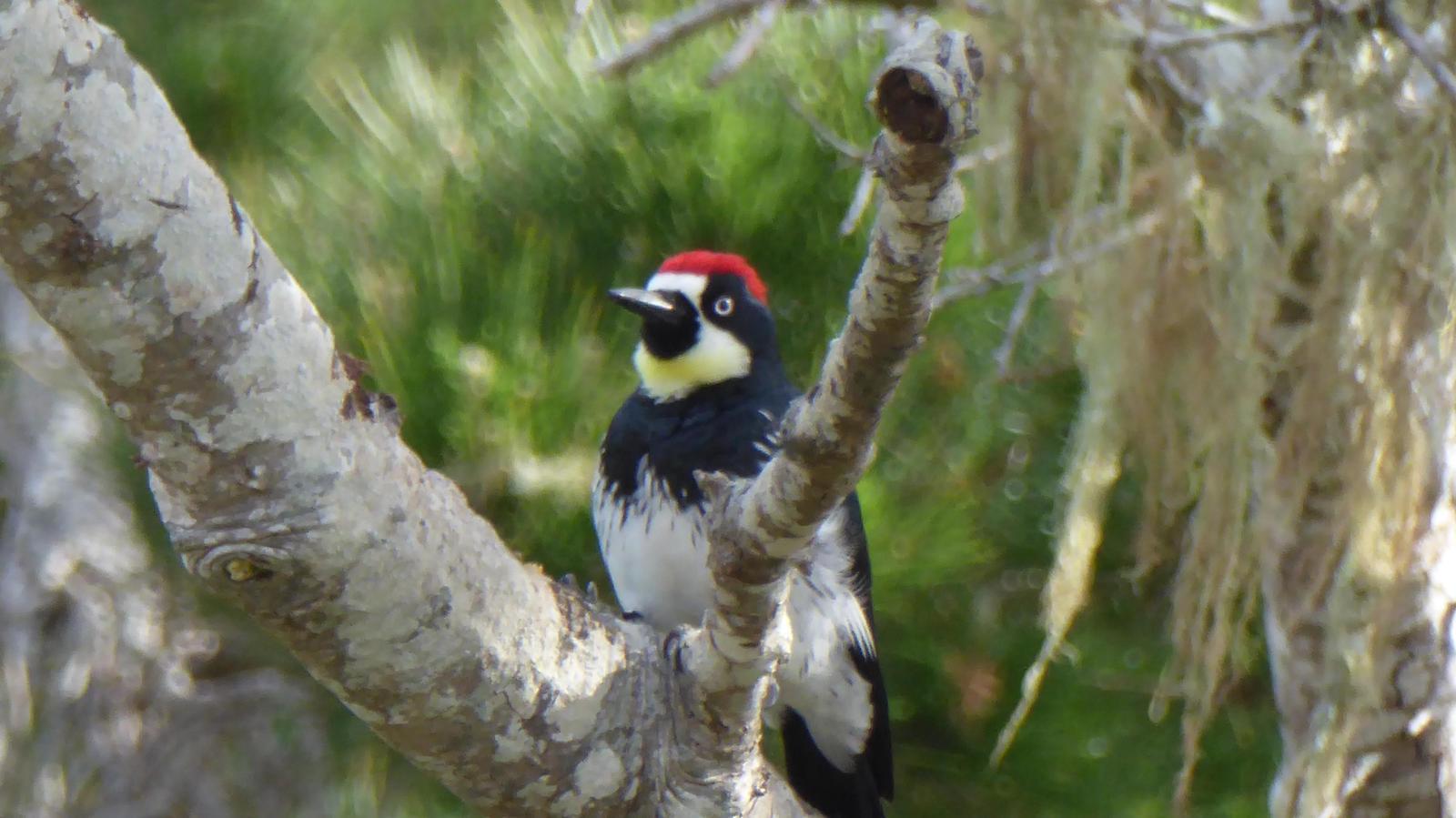Acorn Woodpecker Photo by Daliel Leite