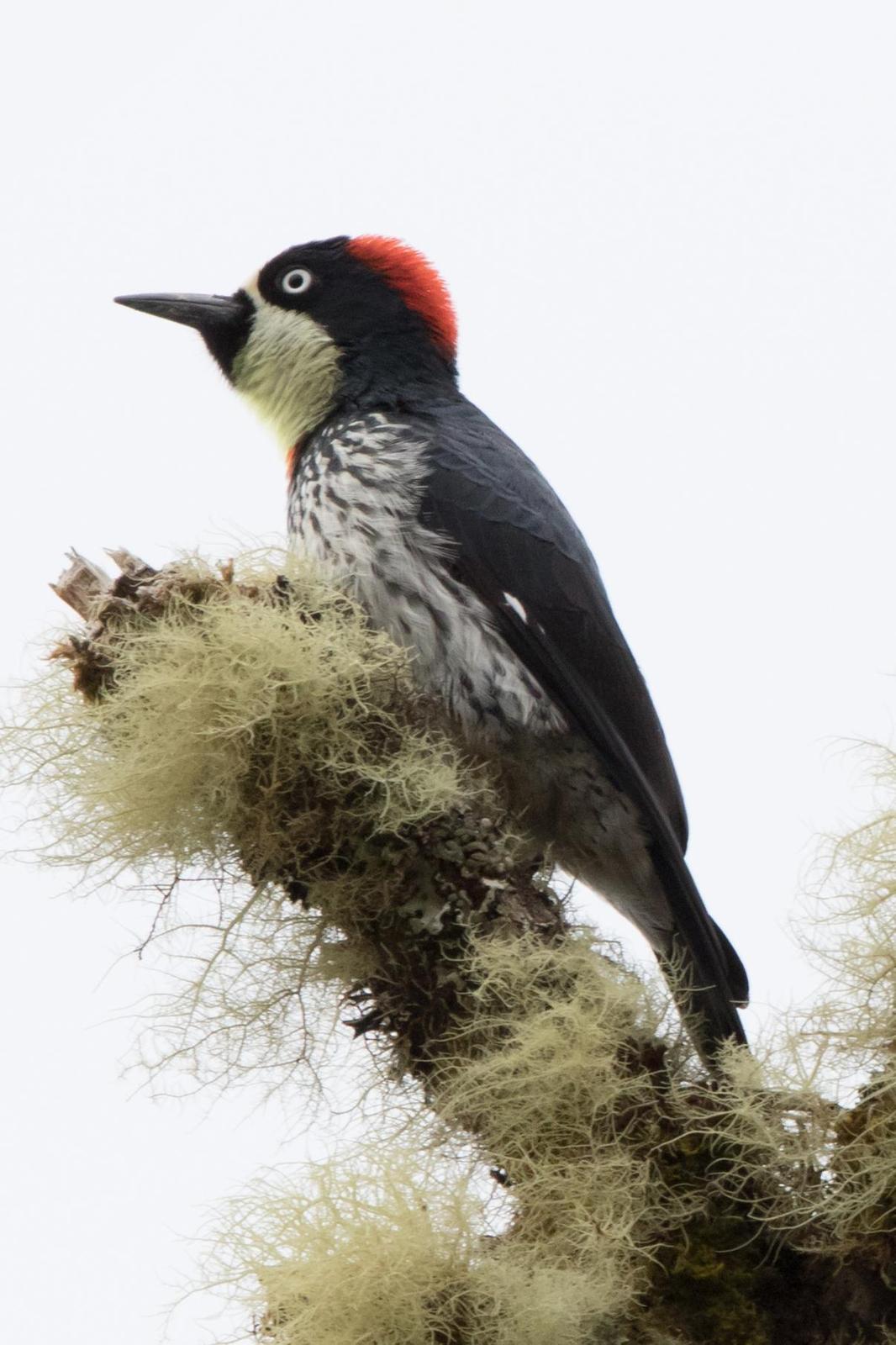Acorn Woodpecker Photo by Ashley Bradford