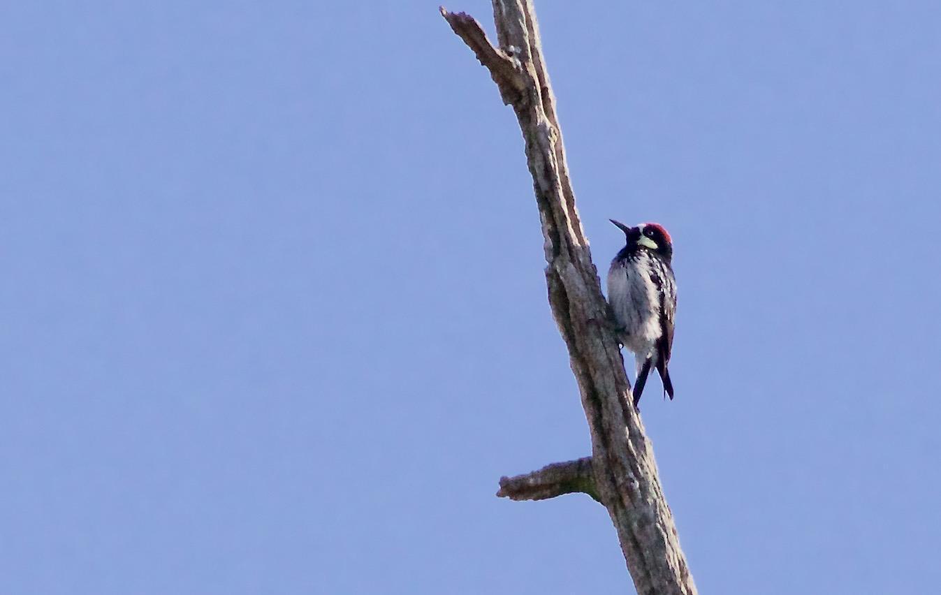 Acorn Woodpecker Photo by Kathryn Keith