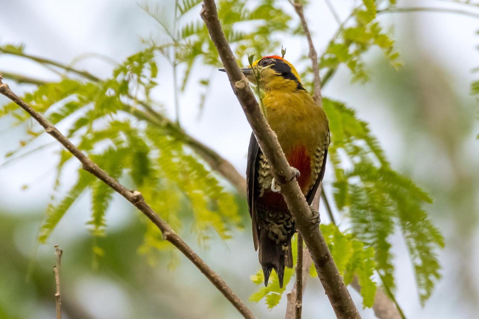 Golden-naped Woodpecker Photo by Gerald Hoekstra