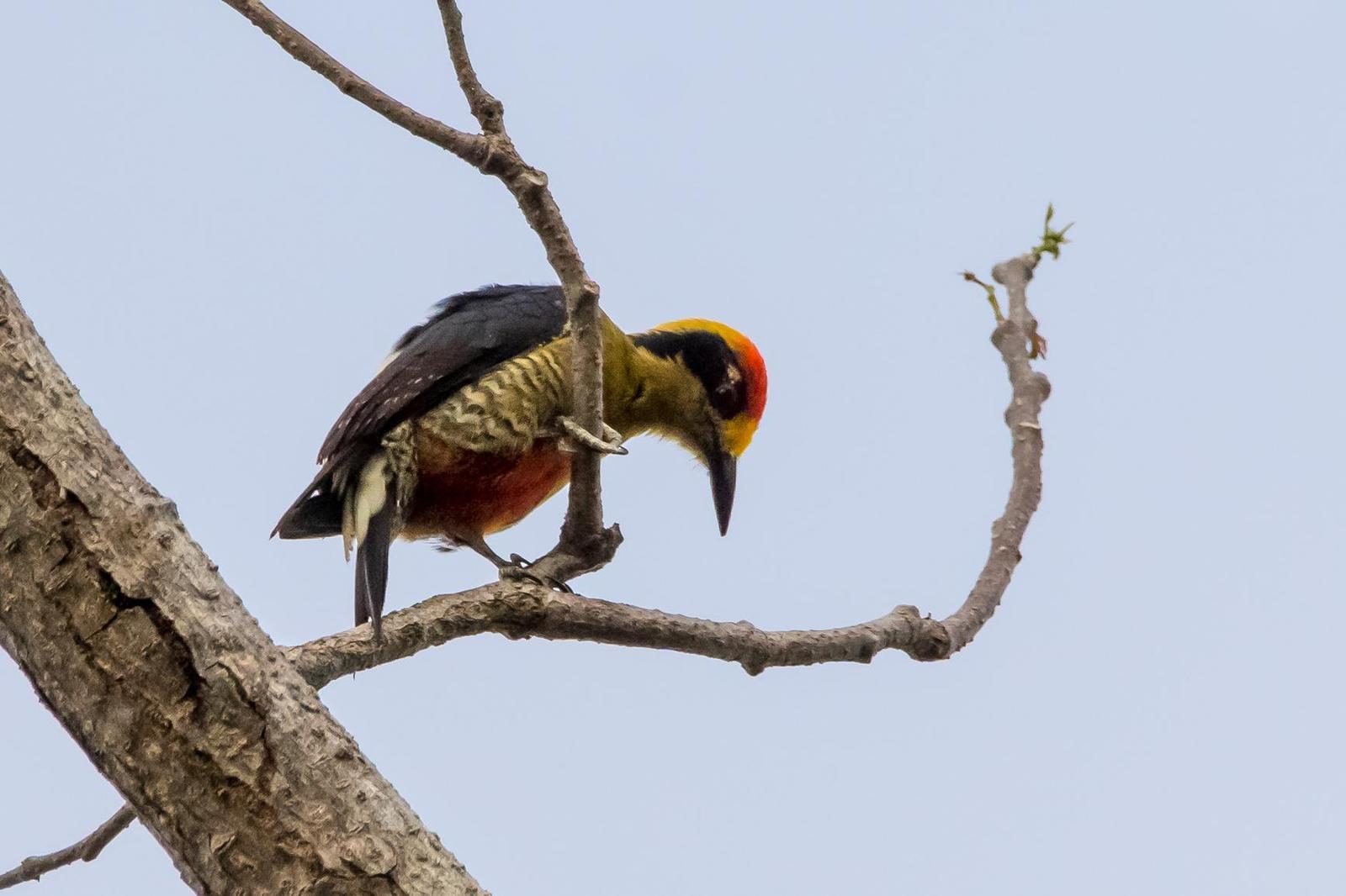 Golden-naped Woodpecker Photo by Gerald Hoekstra