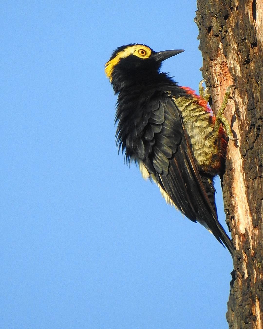 Yellow-tufted Woodpecker Photo by Julio Delgado