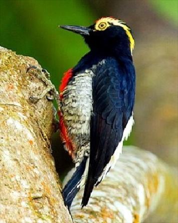 Yellow-tufted Woodpecker Photo by Francesco Veronesi