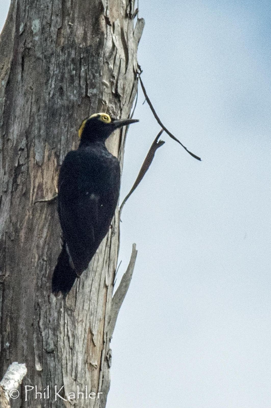 Yellow-tufted Woodpecker Photo by Phil Kahler