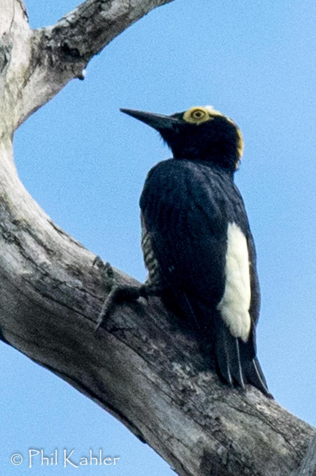 Yellow-tufted Woodpecker Photo by Phil Kahler
