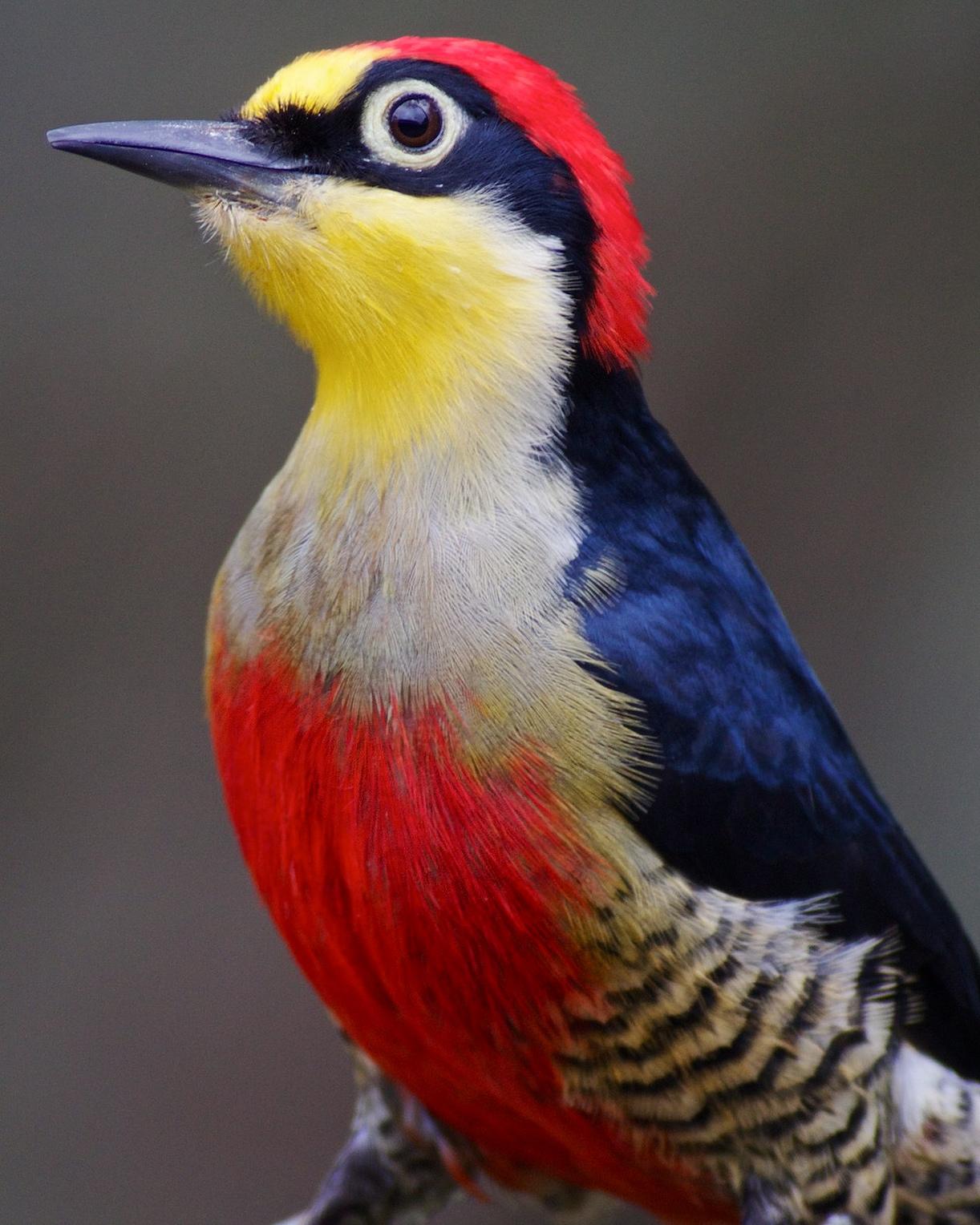 Yellow-fronted Woodpecker Photo by Jeffrey Gordon