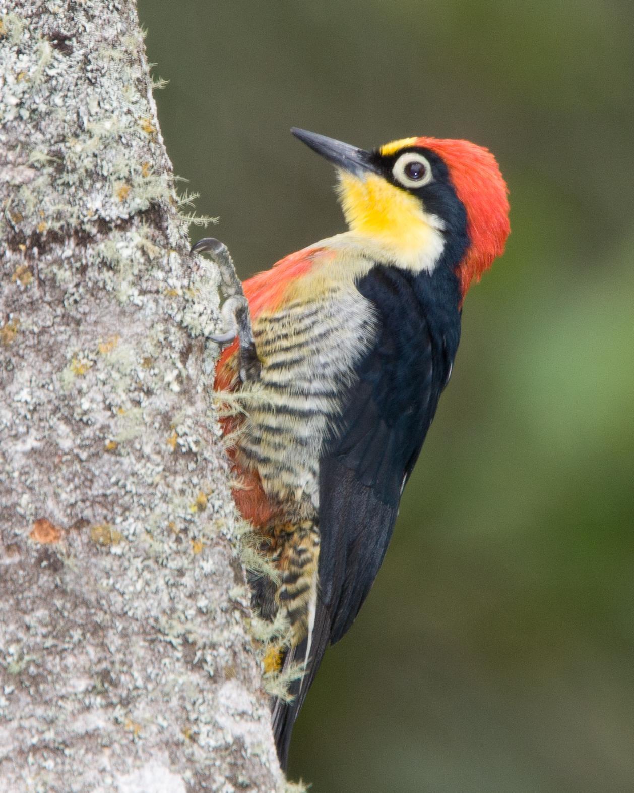 Yellow-fronted Woodpecker Photo by Robert Lewis