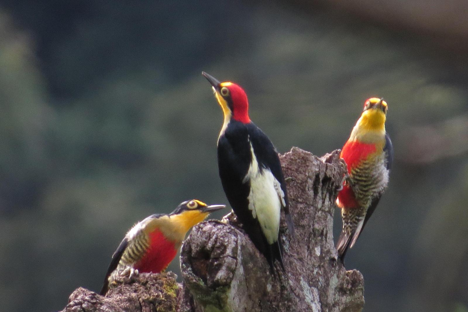 Yellow-fronted Woodpecker Photo by Jeff Harding