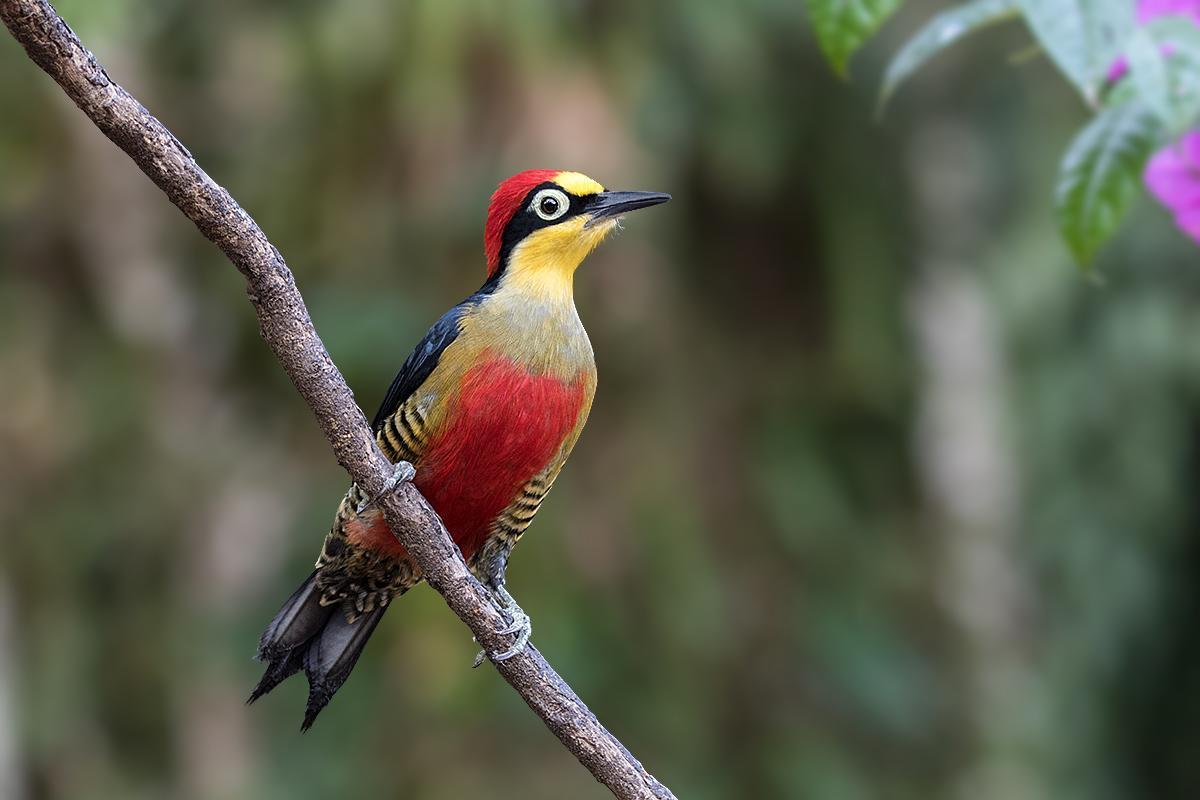 Yellow-fronted Woodpecker Photo by Alexandre Gualhanone