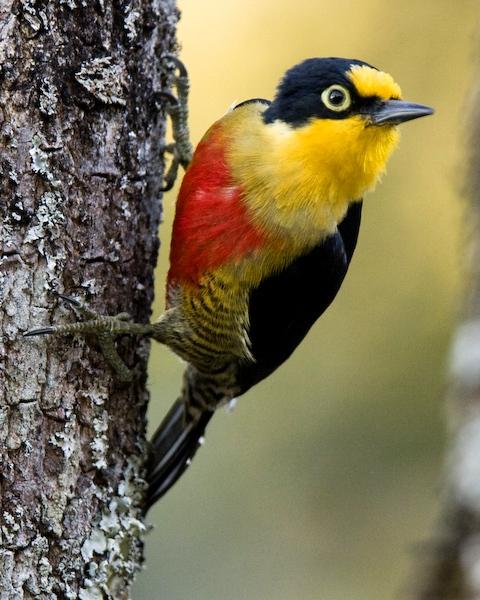 Yellow-fronted Woodpecker Photo by Francesco Veronesi
