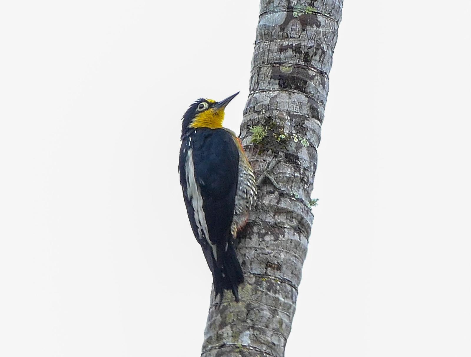 Yellow-fronted Woodpecker Photo by Randy Siebert