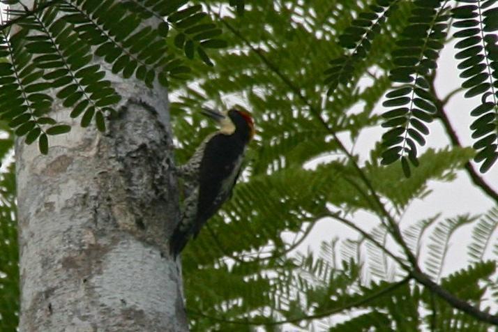 Beautiful Woodpecker Photo by Oscar Johnson