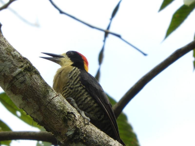 Beautiful Woodpecker Photo by Jeff Harding
