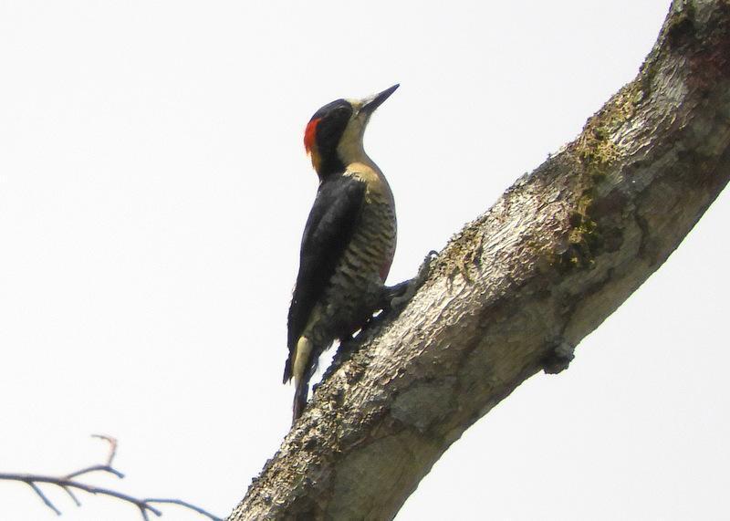 Beautiful Woodpecker Photo by Jeff Harding
