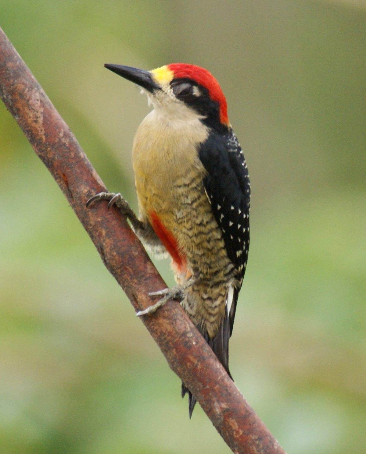 Black-cheeked Woodpecker Photo by Robin Oxley