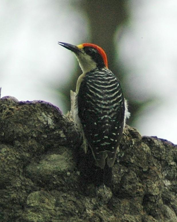 Black-cheeked Woodpecker Photo by David Hollie