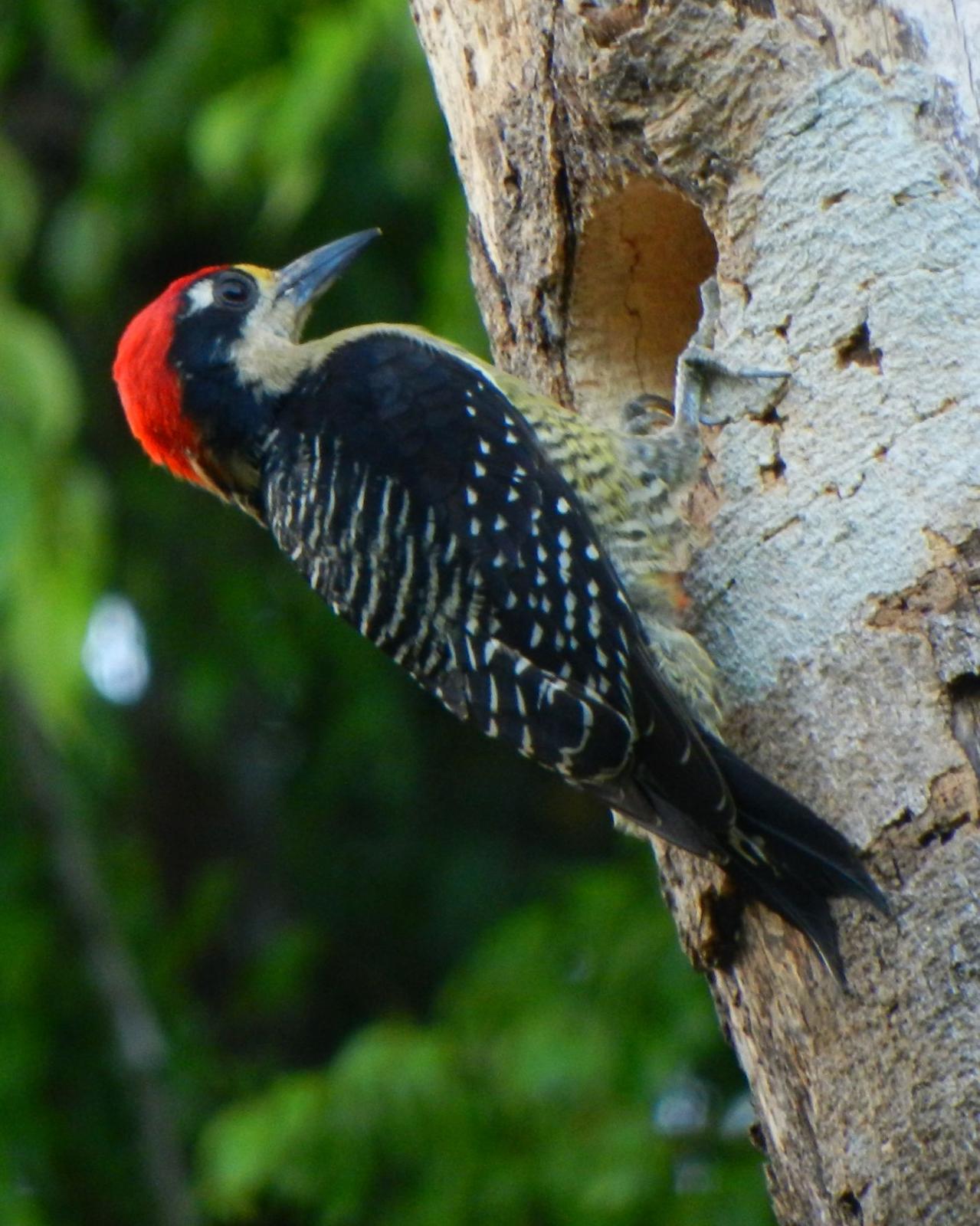 Black-cheeked Woodpecker Photo by Jenn Sinasac