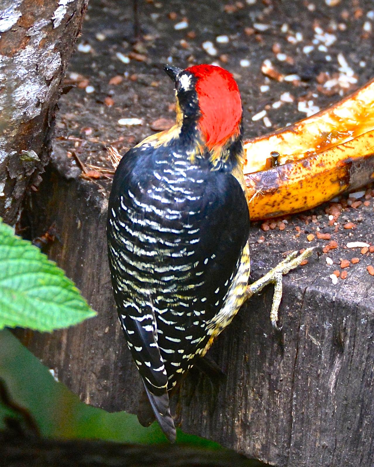 Black-cheeked Woodpecker Photo by Gerald Friesen