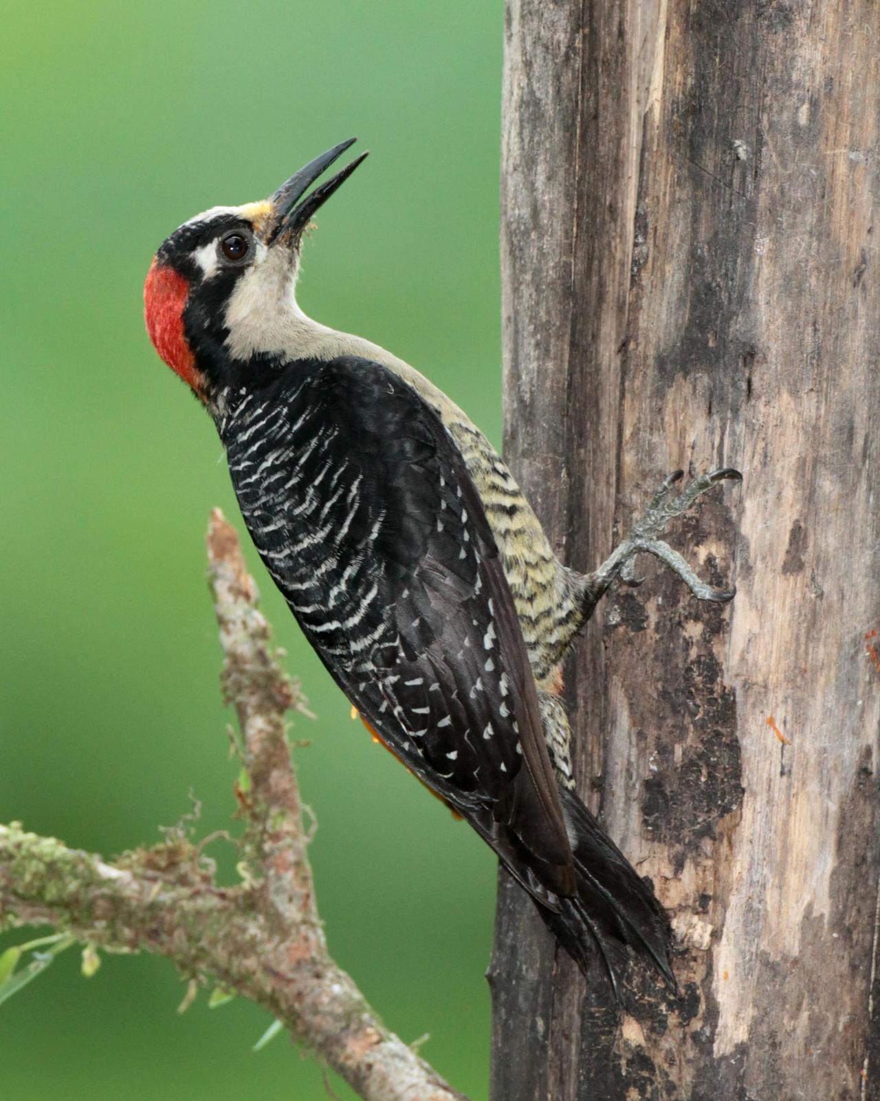 Black-cheeked Woodpecker Photo by Robert Lewis