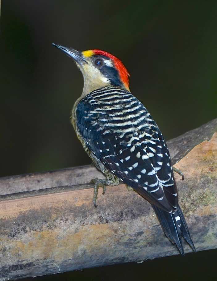 Black-cheeked Woodpecker Photo by Andrew Pittman