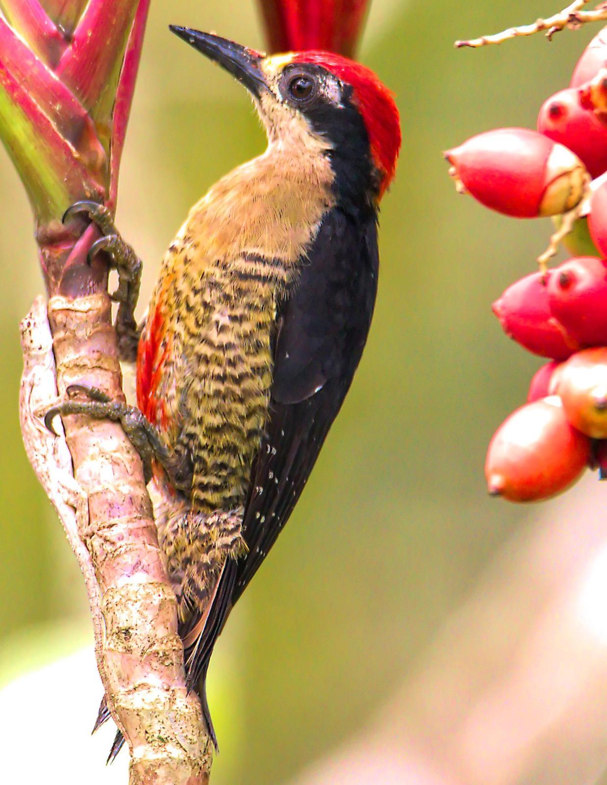 Black-cheeked Woodpecker Photo by Dan Tallman