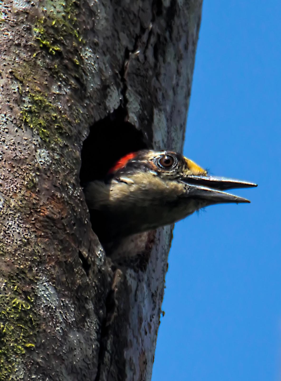 Black-cheeked Woodpecker Photo by Dan Tallman