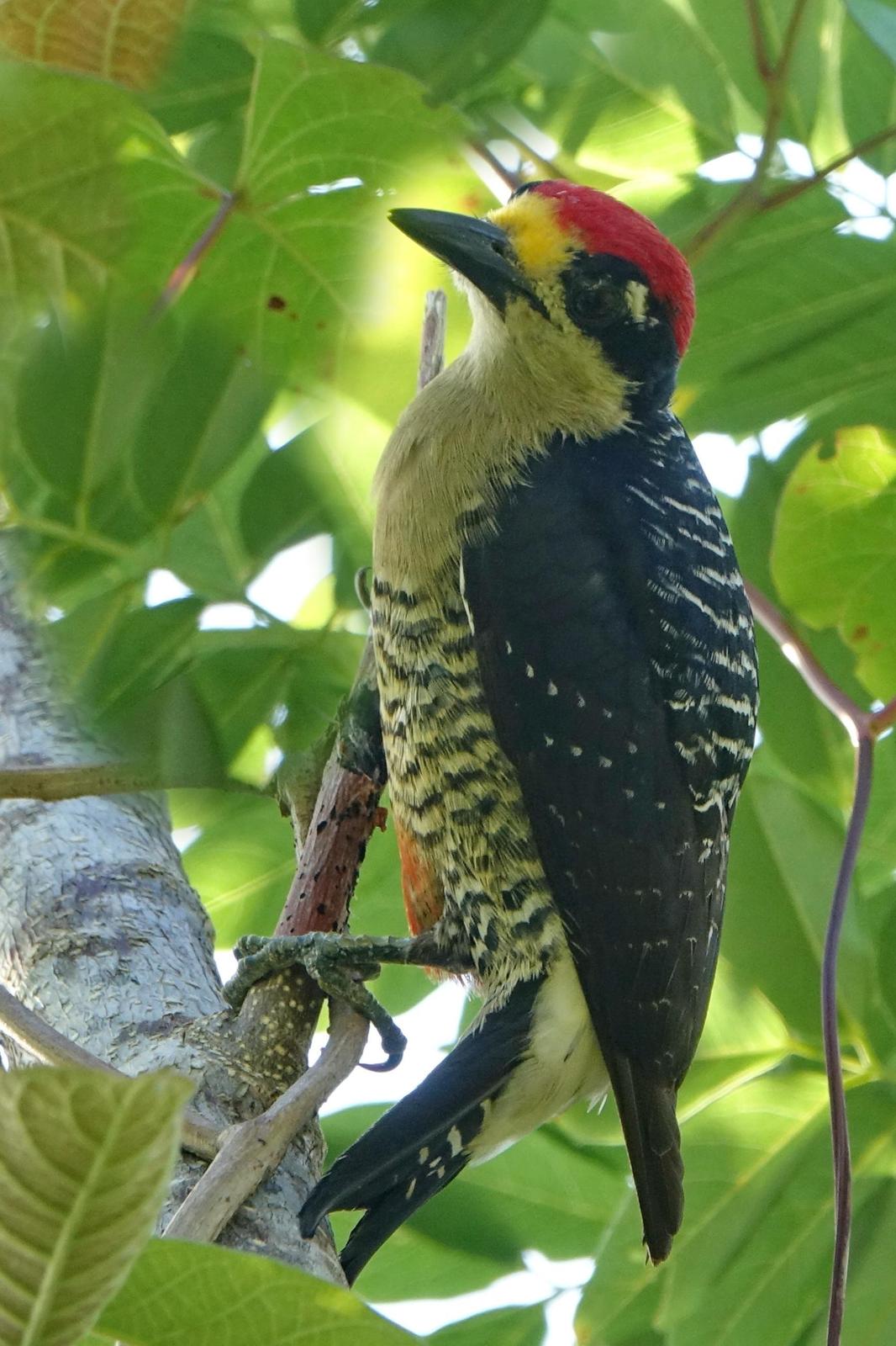 Black-cheeked Woodpecker Photo by Doug Swartz