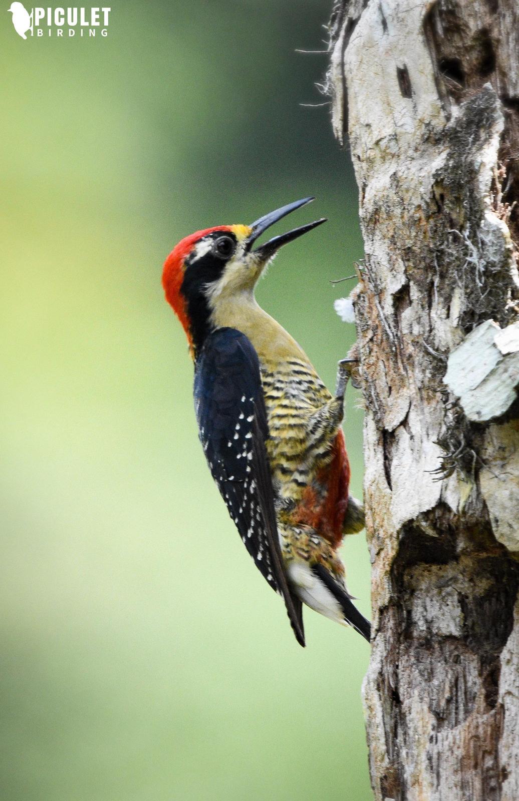 Black-cheeked Woodpecker Photo by Julio Delgado